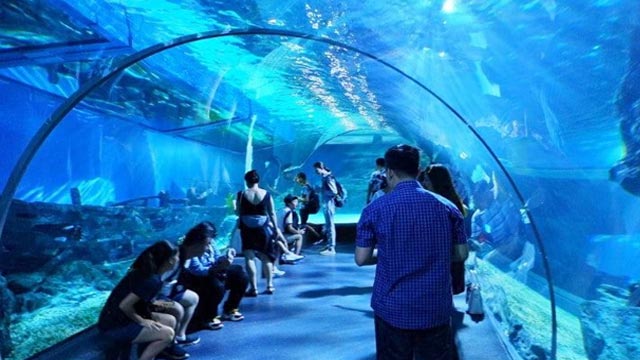 Go underwater at the Sea Life Bangkok Ocean World