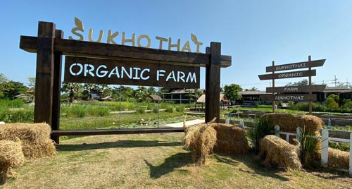 Go to the agriculture project Sukhothai Airport